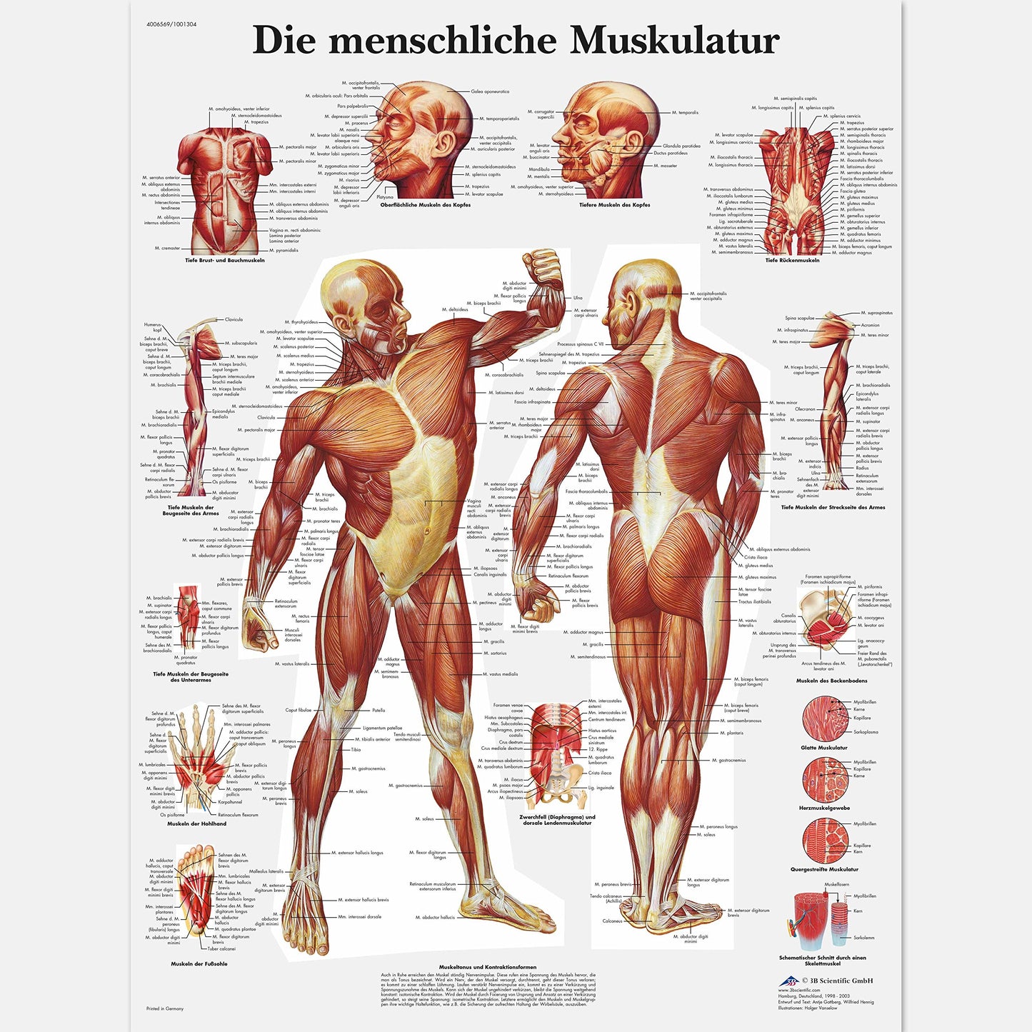Lehrtafel Menschliche Muskulatur, Papier Single