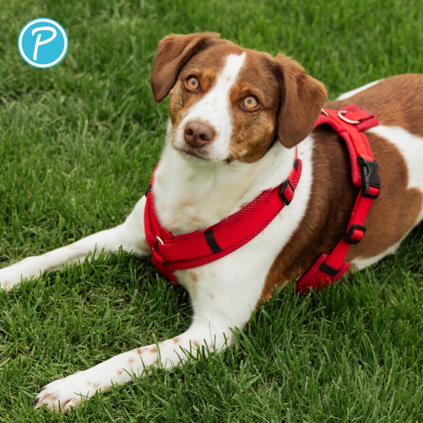 Gepolstertes Hundegeschirr Y-Comfort, Rot S