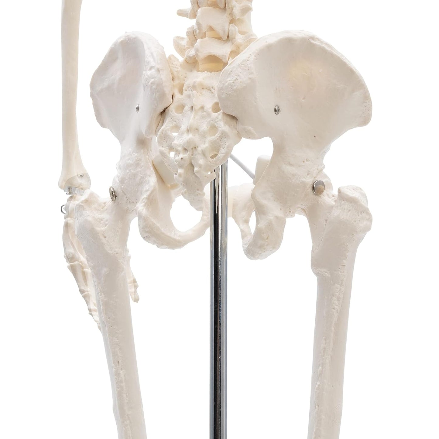 A-117 Mini-Skelett, anatomisch