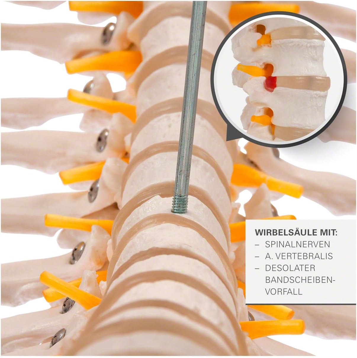Lebensgrosses menschliches Skelett-Modell für Anatomie-Studien