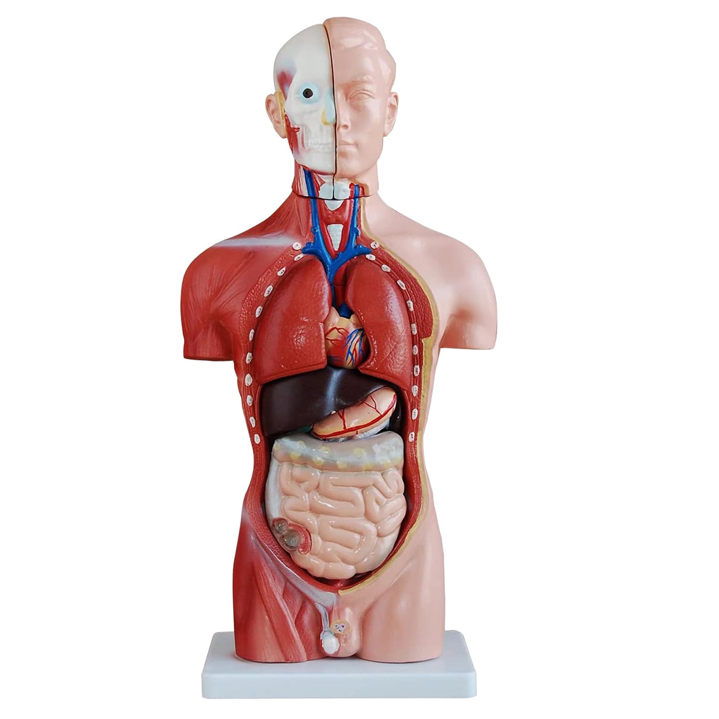 Anatomiemodell männlicher Torso V2 mit abnehmbaren Organen, Torso 45cm V2