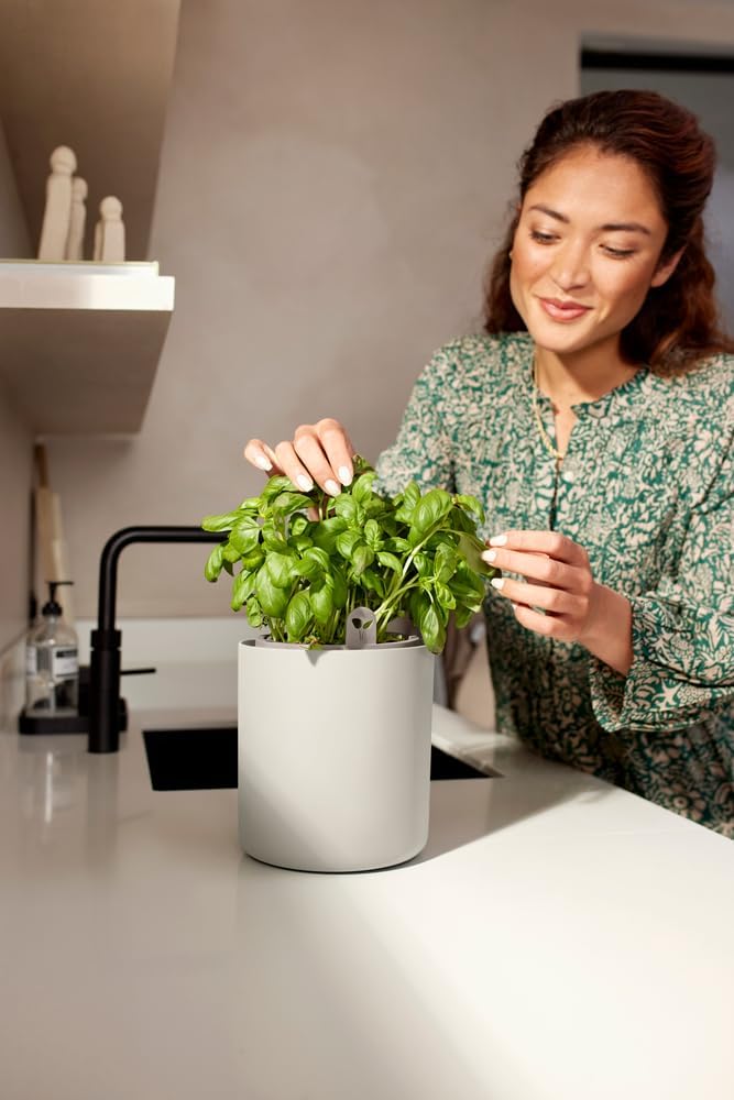 Bouncy Basil, Linen White 16 cm