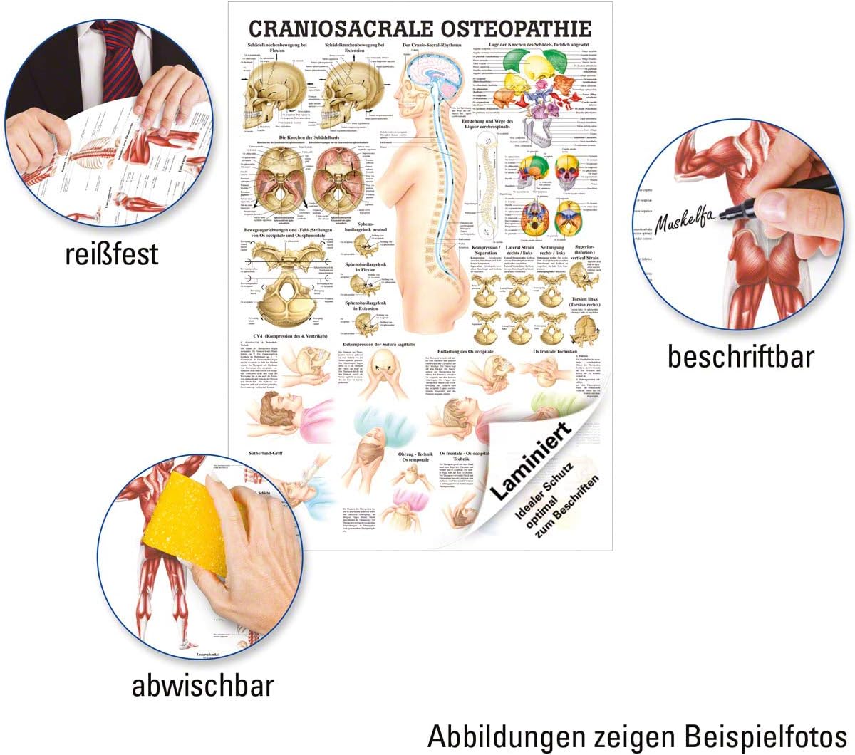 Anatomie-Tafel für Craniosacrale Osteopathie, laminiert