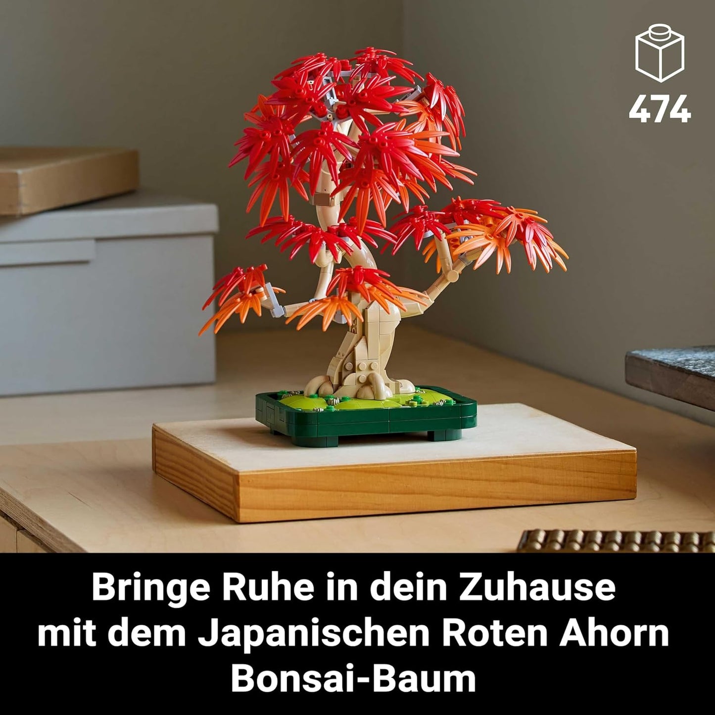 Japanischer Roter Ahorn - Bonsai-Baum