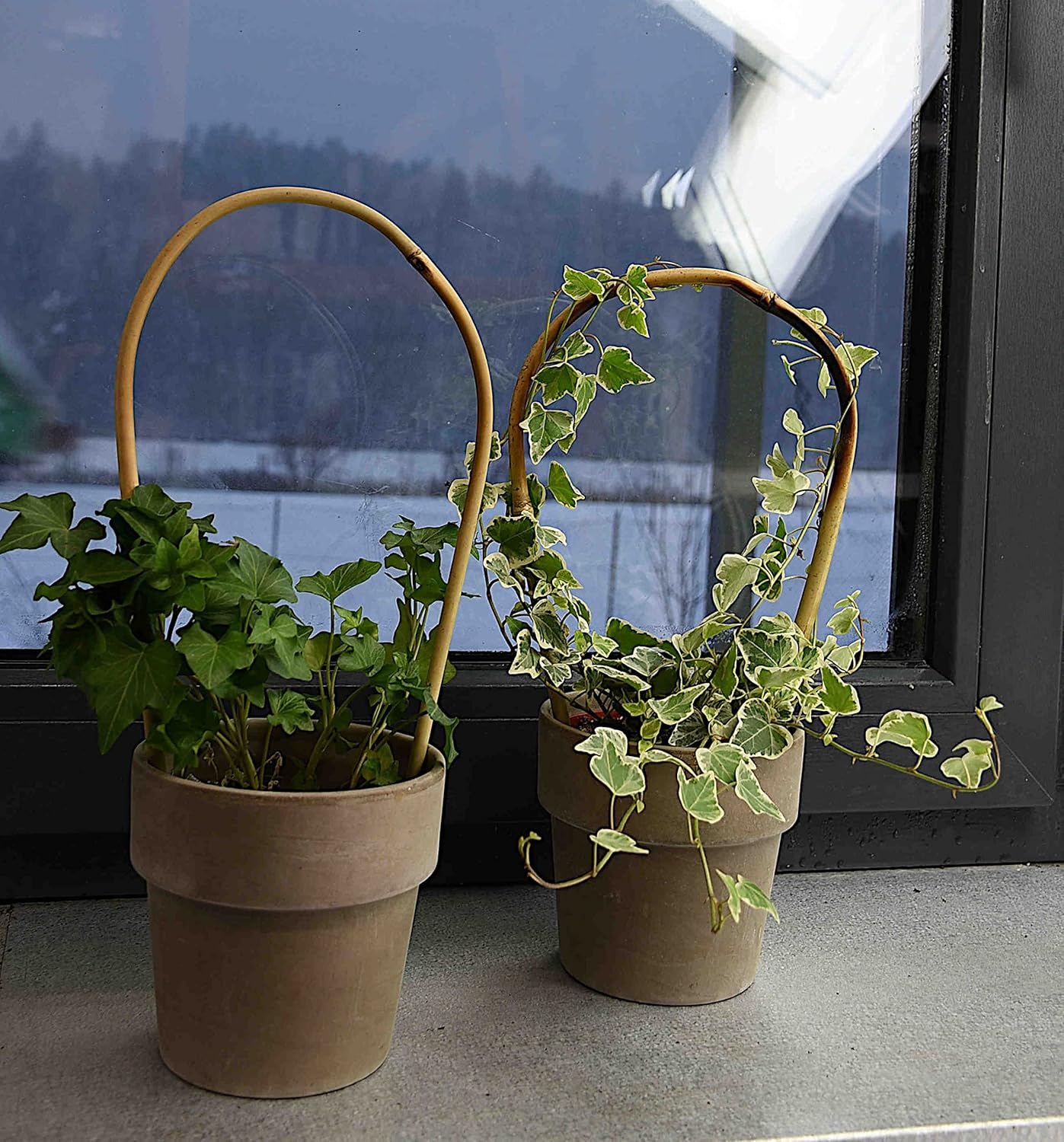 Gebogene Bambusstifte für Pflanzen (100 Stück, 45 cm), 100, 45 cm 8/10 mm