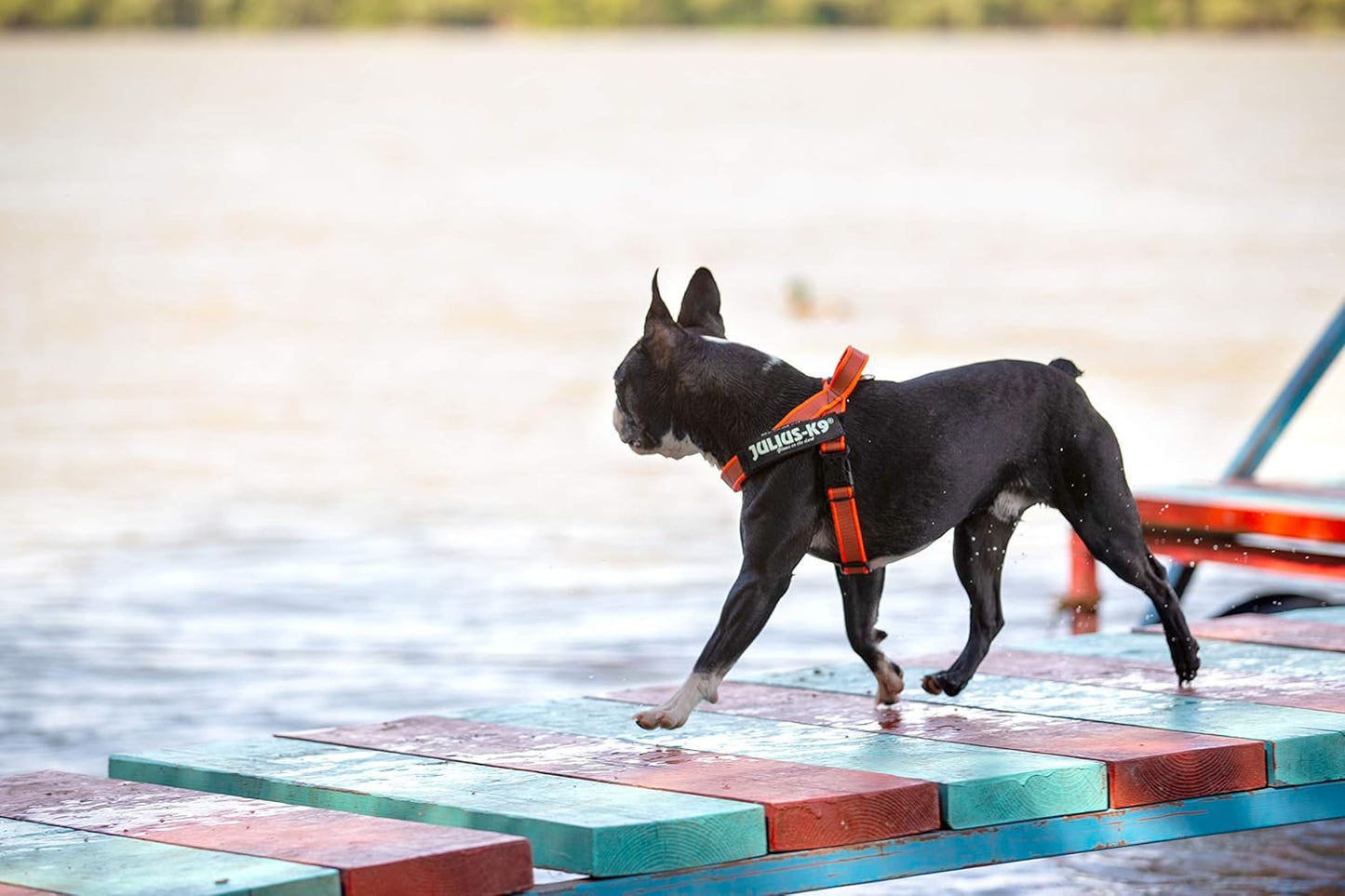 Color & Gray - Beltgeschirr für Hunde, S / Mini orange-grau