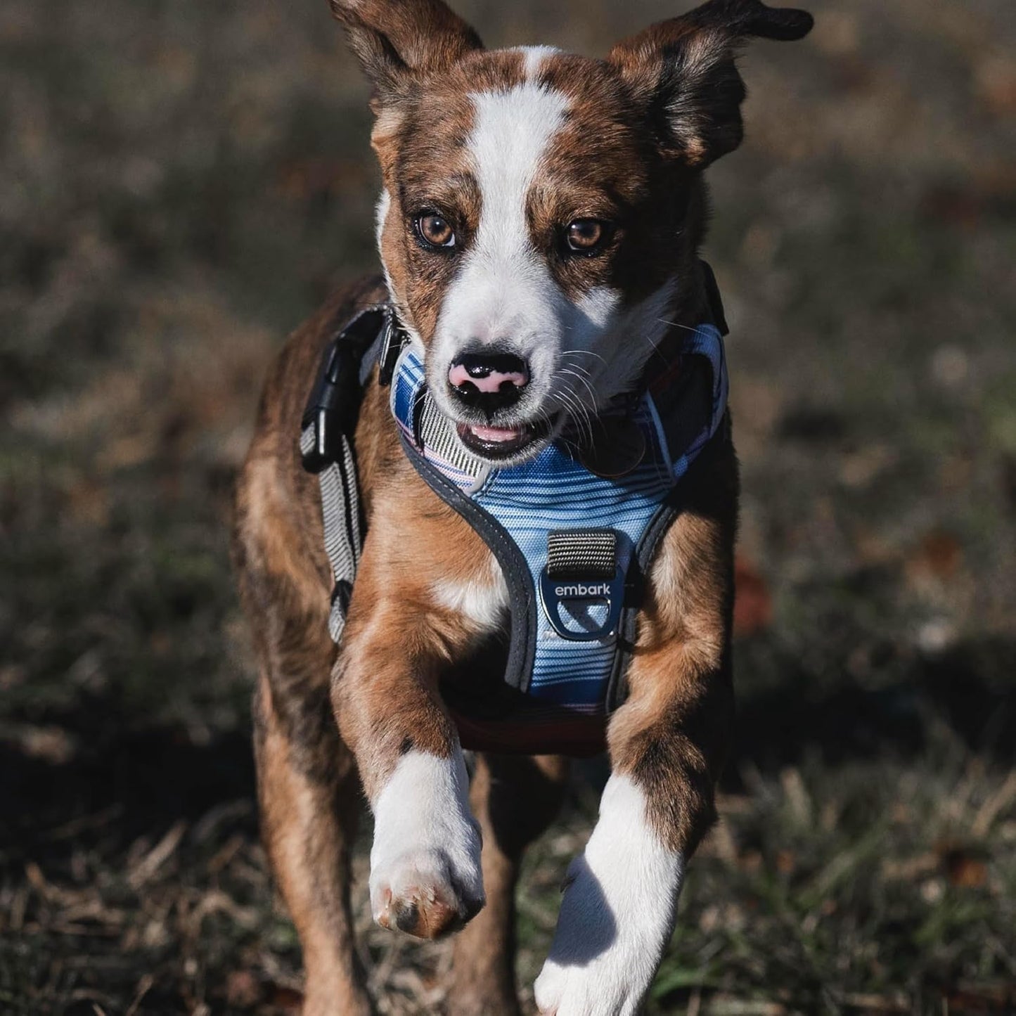 Urban Hundegeschirr mit Führungsgriff, Santa Monica / Medium