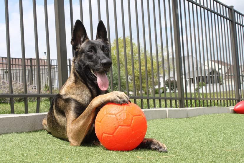 Fussball für Hunde, Large / X Large Orange