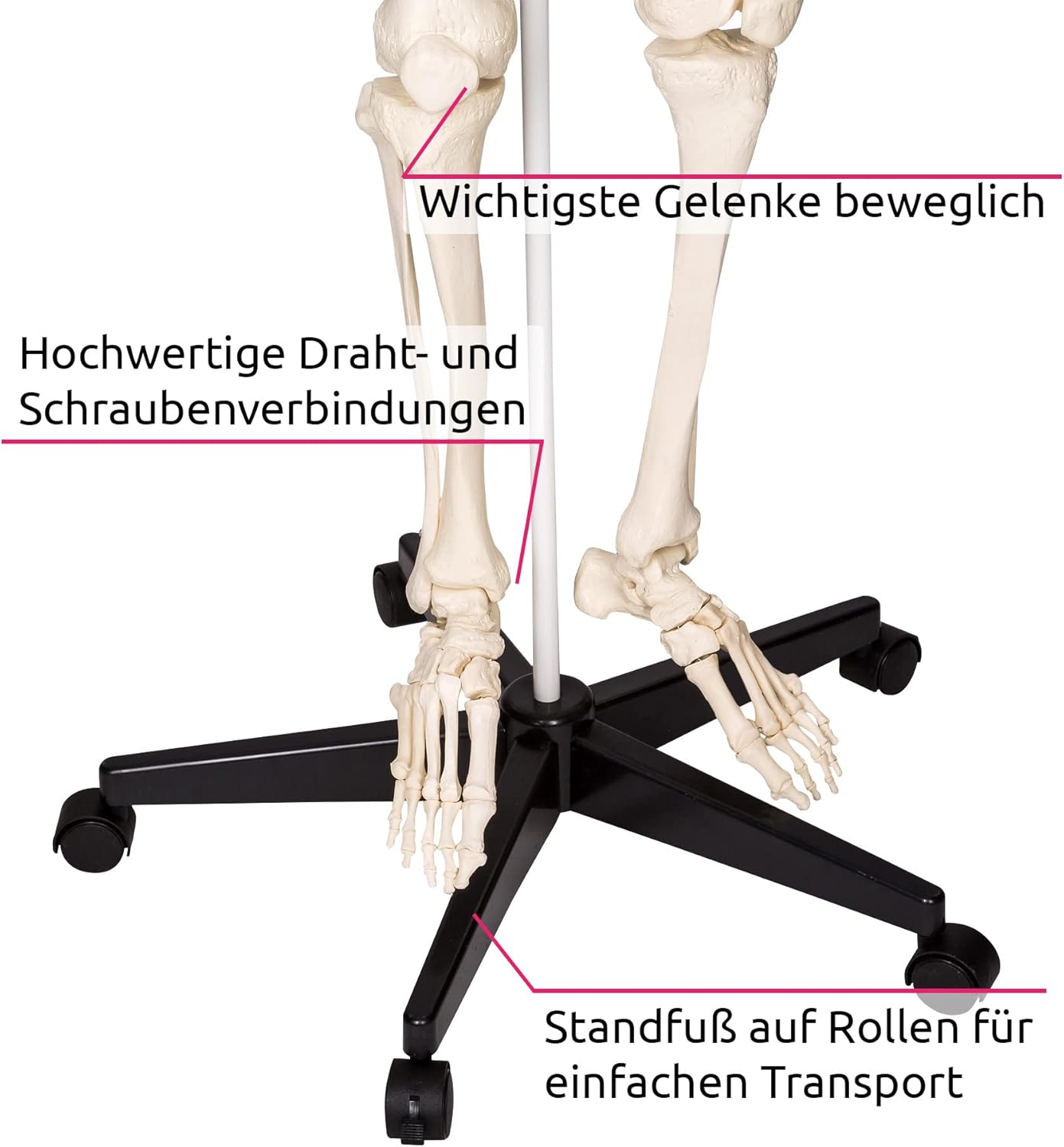 Lebensgrosses Anatomie Skelett inklusive Ständer, Skelett | Nr. 400502