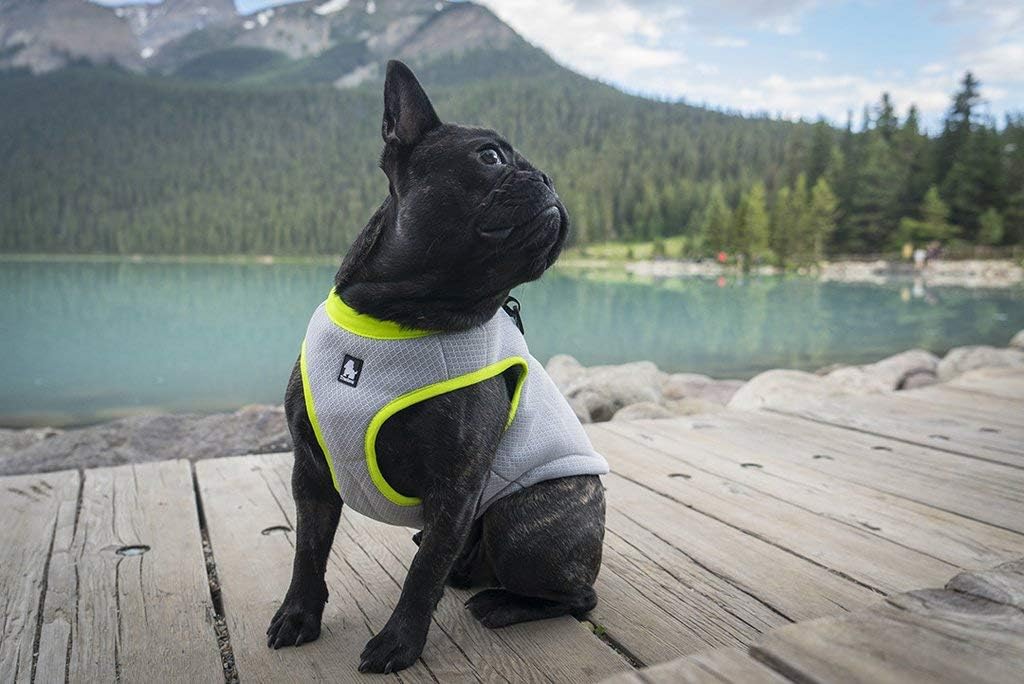 Truelove Kühlweste für Hunde, L(1er Pack) Grün