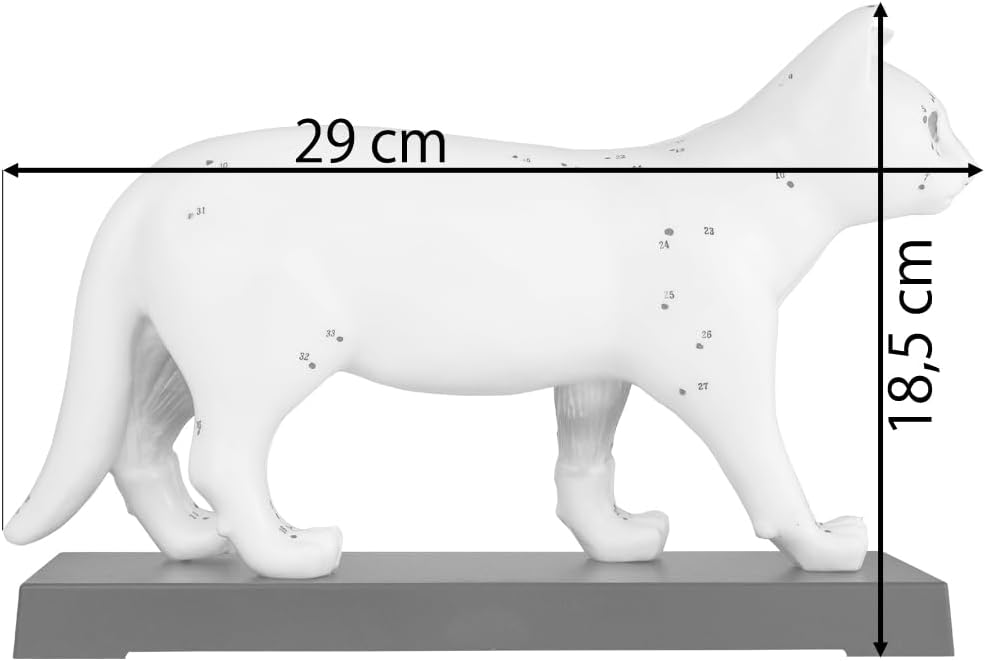 Akupunktur Anatomie Katzenmodell für TCM, Katze