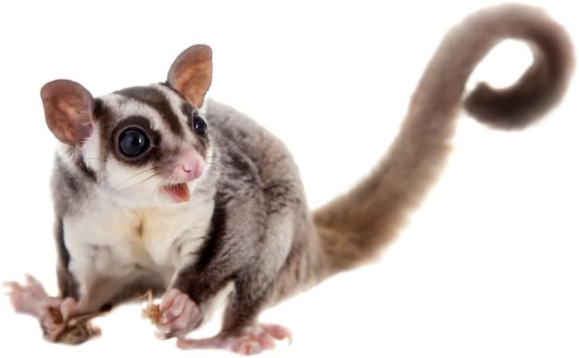 Sugar Glider Alleinfutter, 750 g