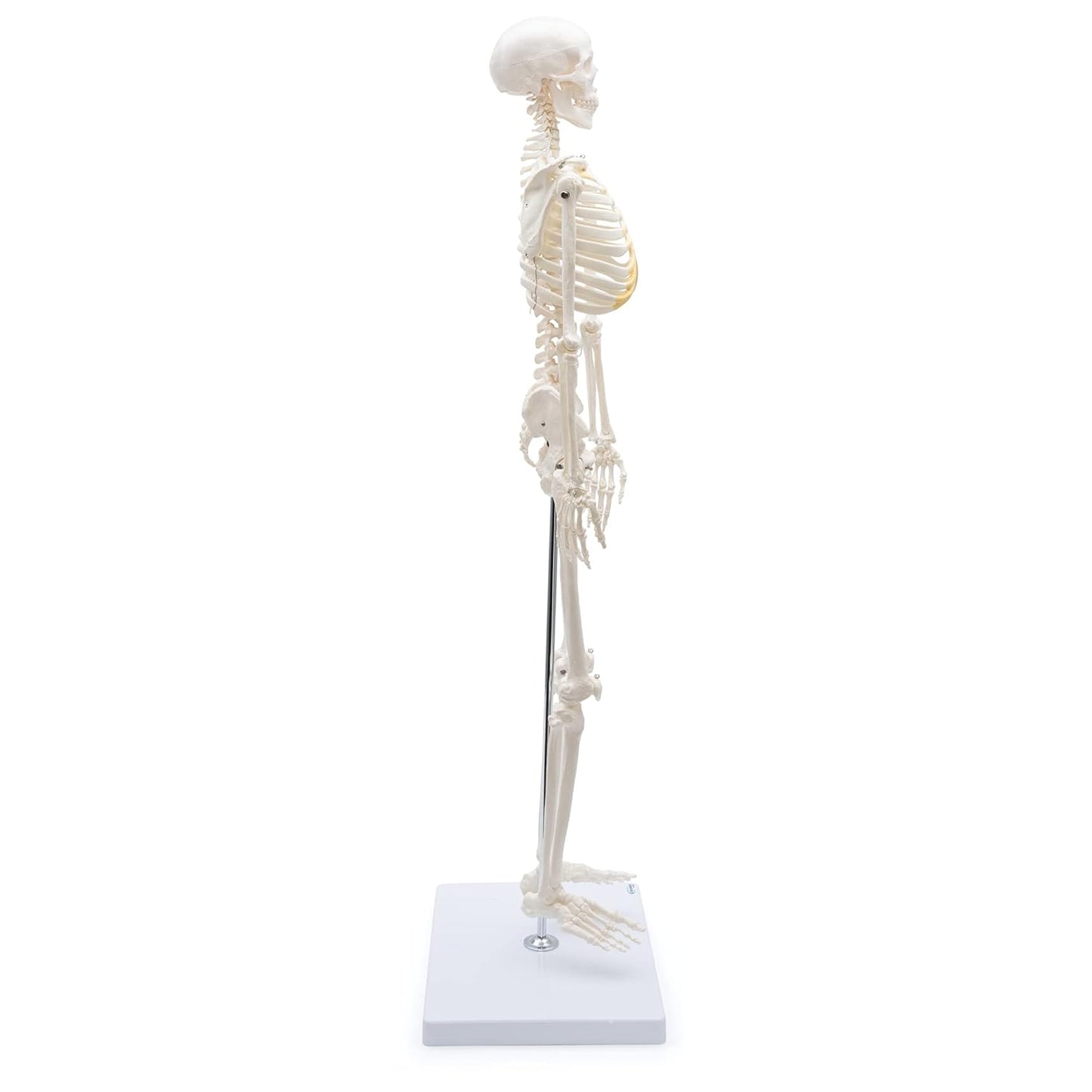 A-117 Mini-Skelett, anatomisch
