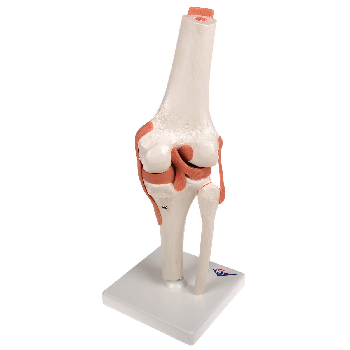 Kniegelenkmodell mit Smart Anatomy Software, Kniegelenk