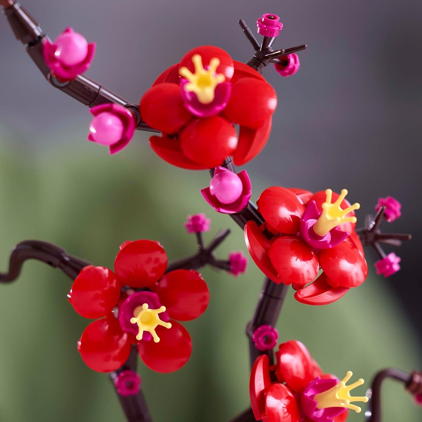 Pflaumenblüte