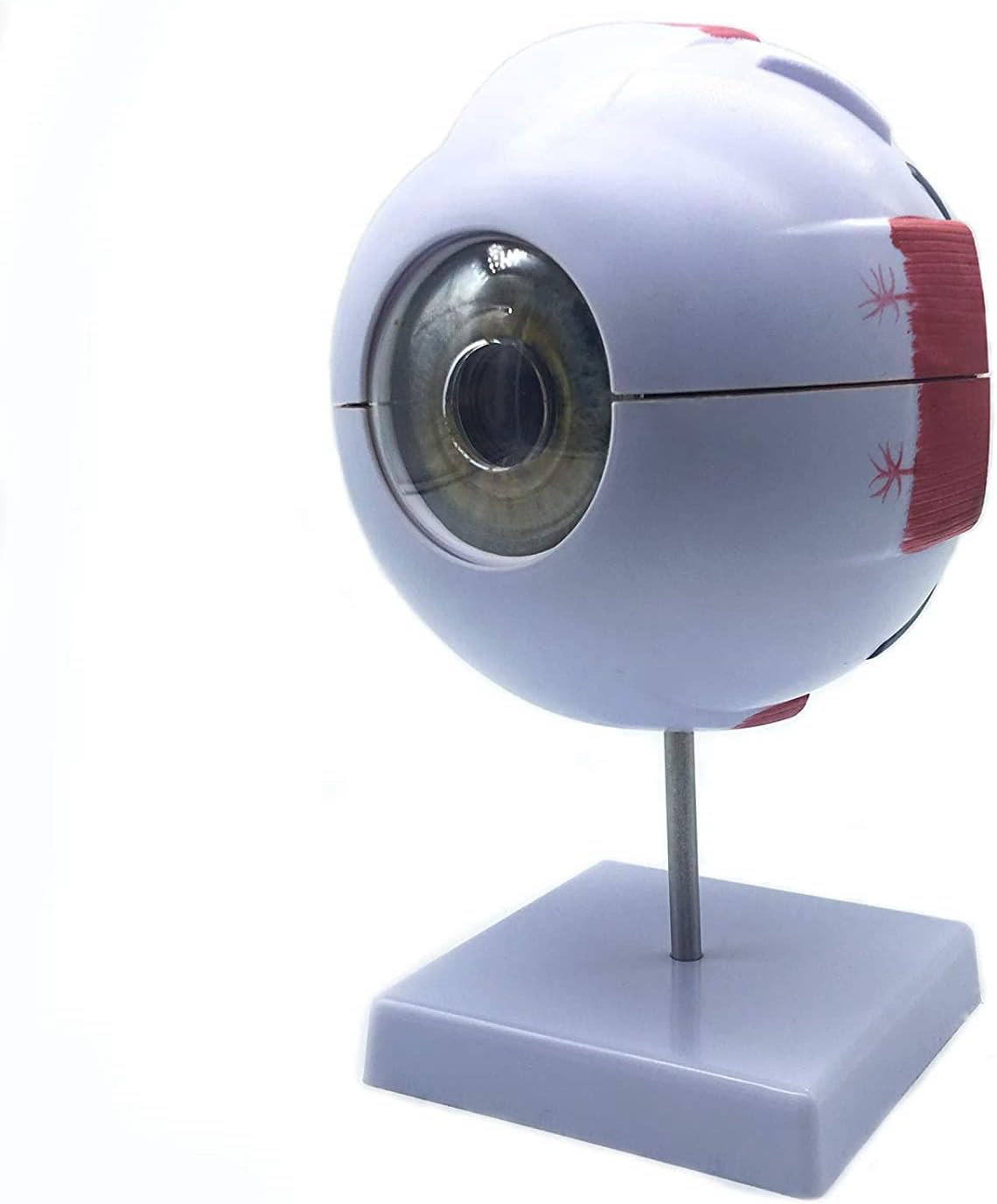 Anatomisches Modell, menschliches Auge, 6-fach vergrössert