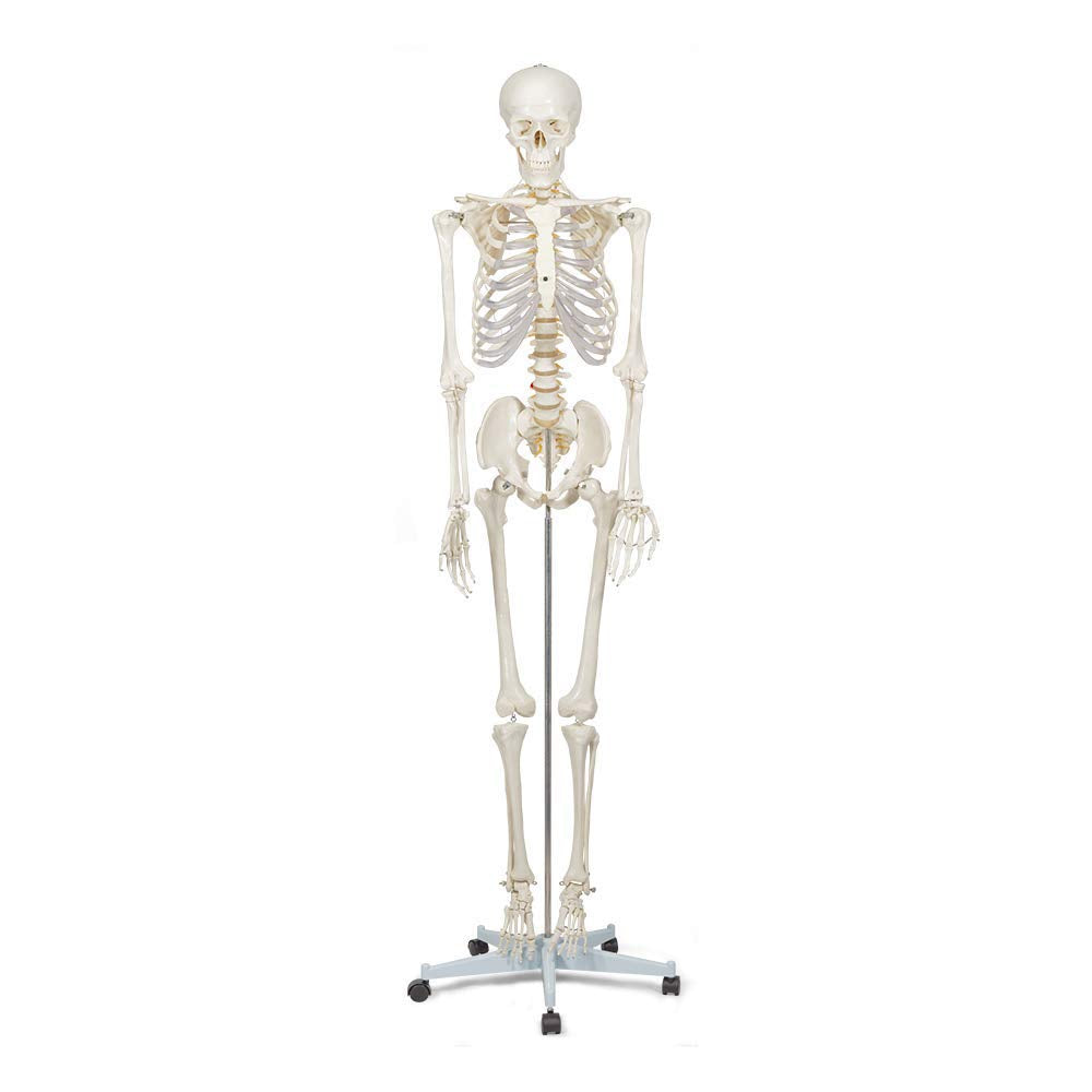 Anatomisches Skelett-Modell Buddy, Lebensgrösse