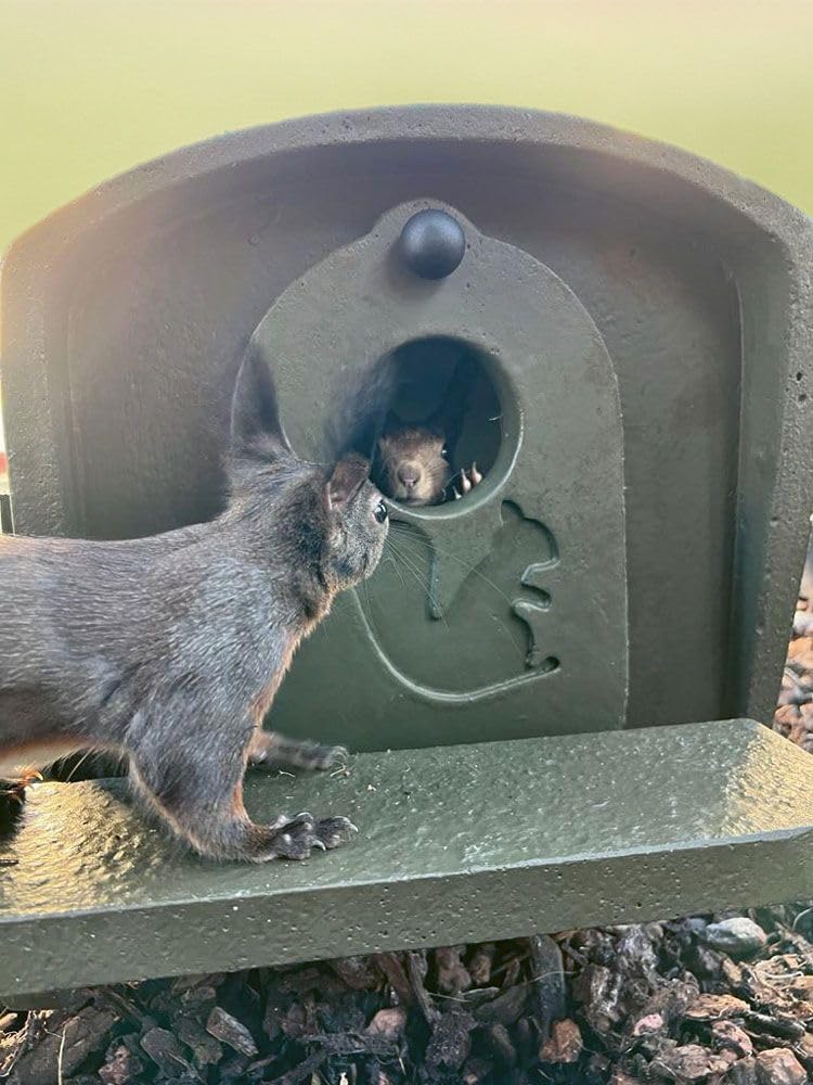 Aufzuchtkobel für Eichhörnchen