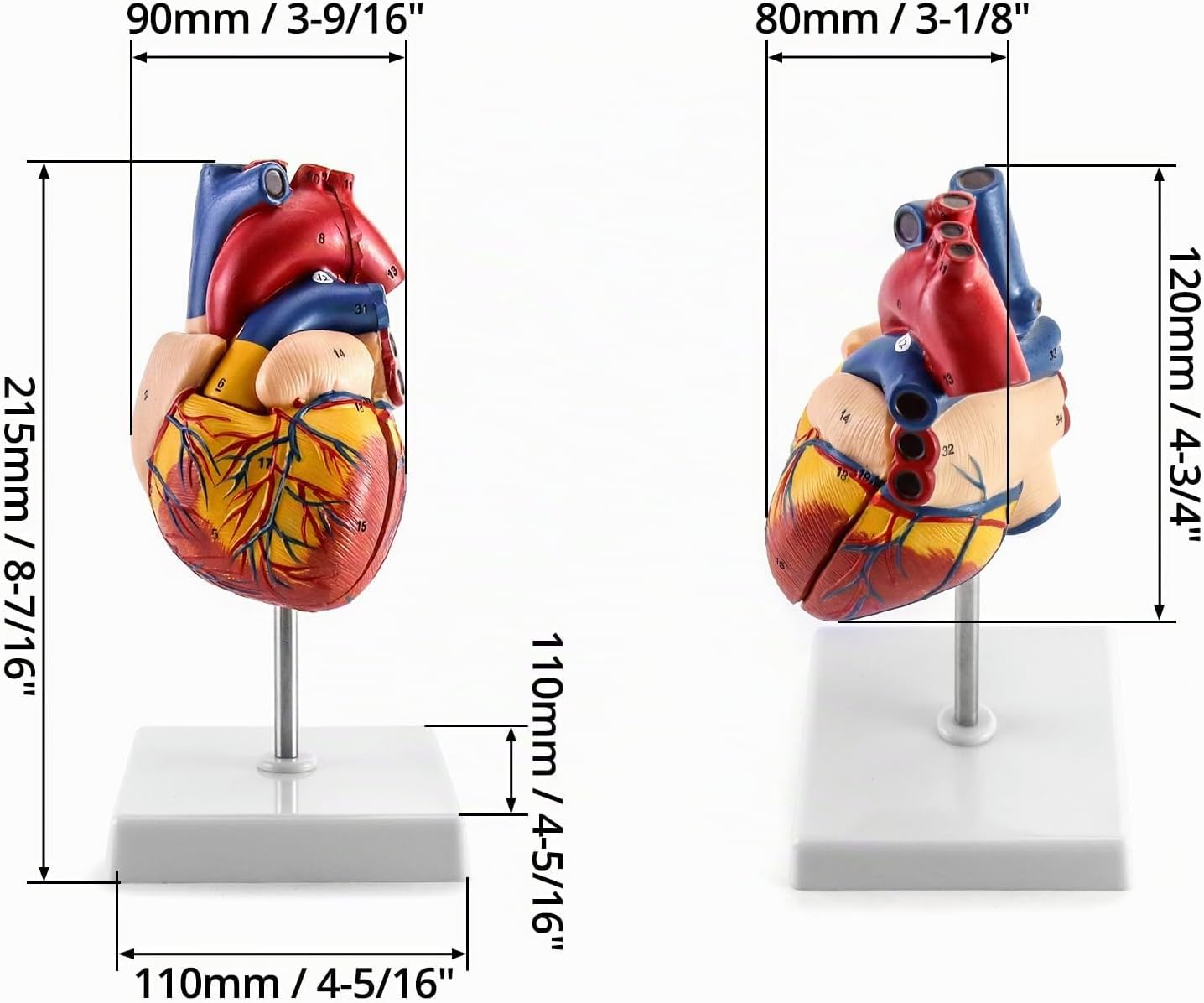 Anatomisches Herzmodell, 2 Stück, lebensgross, 2 Pcs