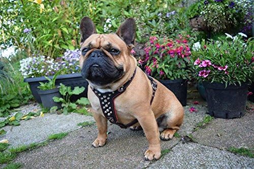 Rocky, S- für einen Brustumfang von 40 cm bis 73 cm Schwarz / Schwarz