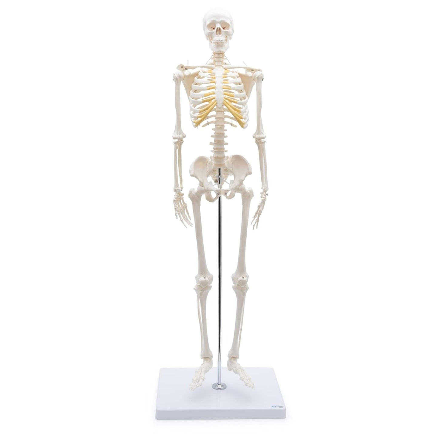 A-117 Mini-Skelett, anatomisch