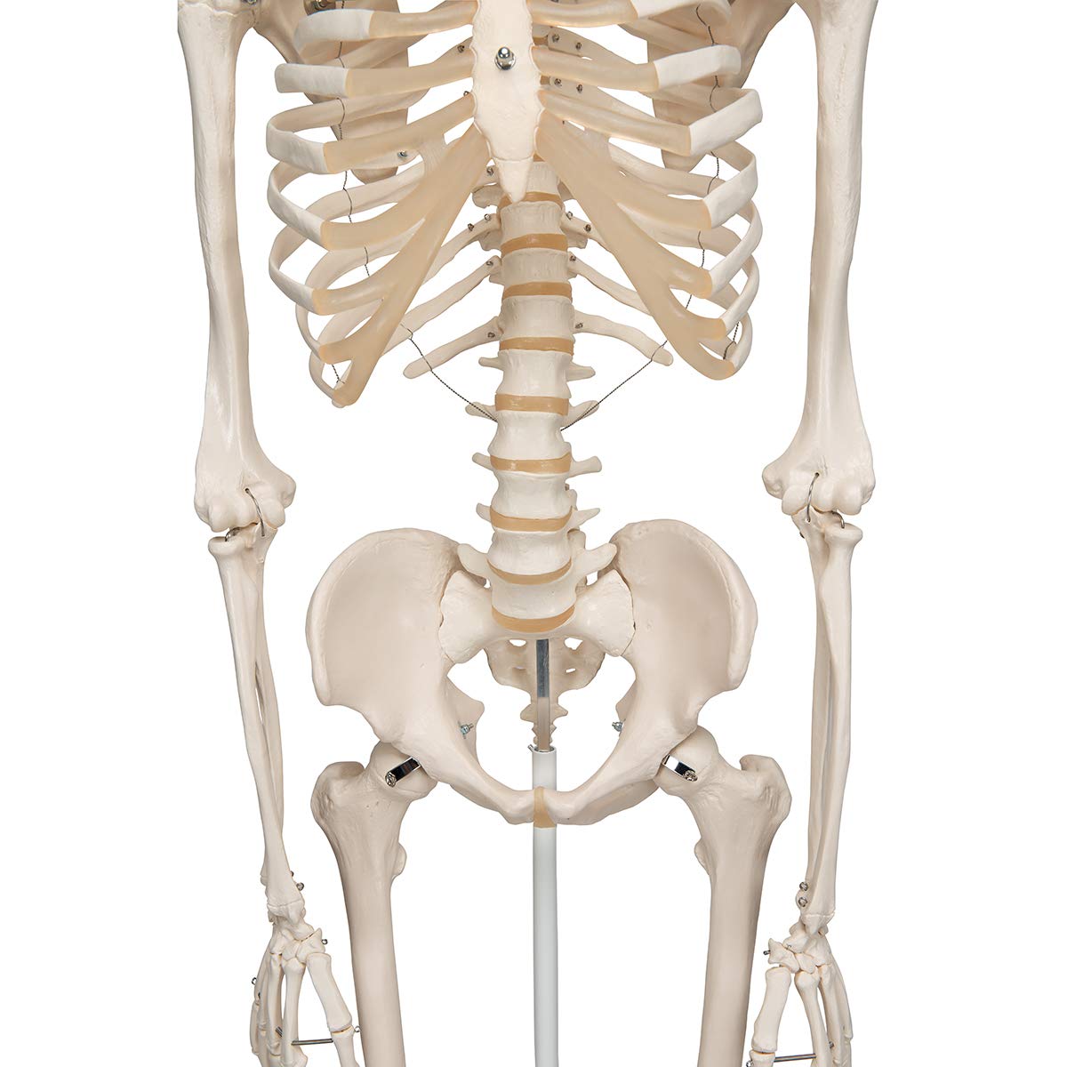 Anatomie Skelettmodell mit Metallstativ (5 Rollen), Metallstativ mit 5 Rollen