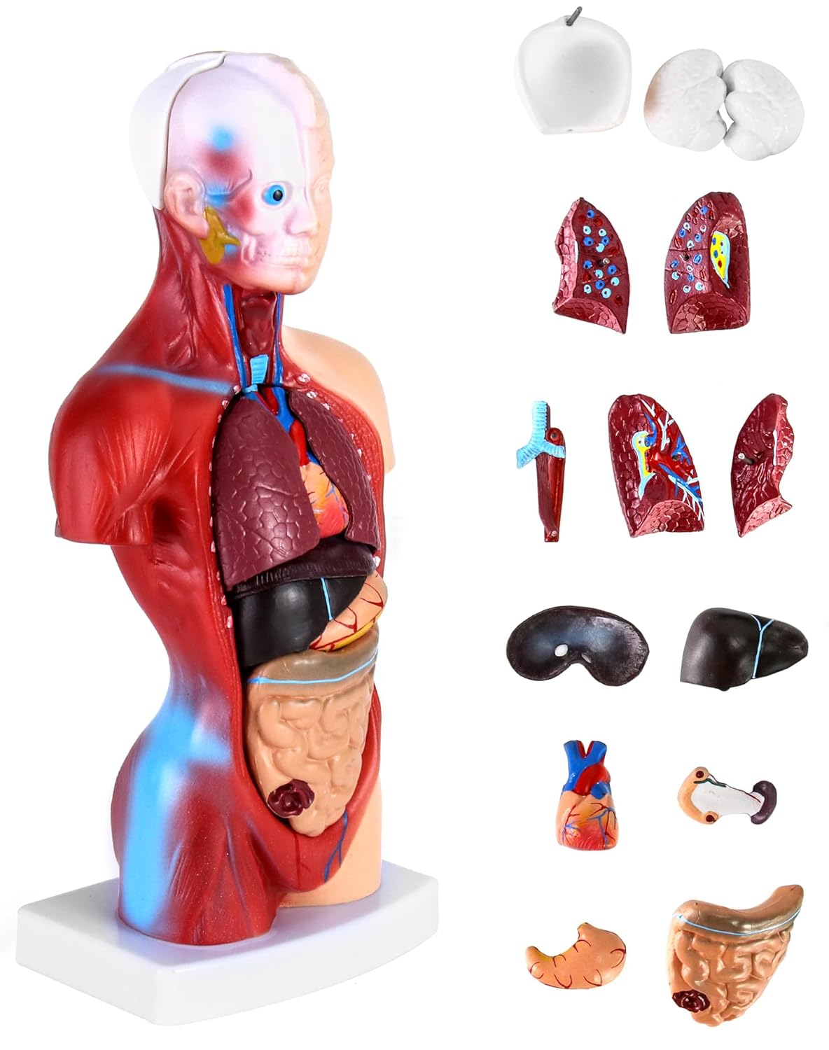15-teiliges Anatomie Modell-Set mit herausnehmbaren Organen