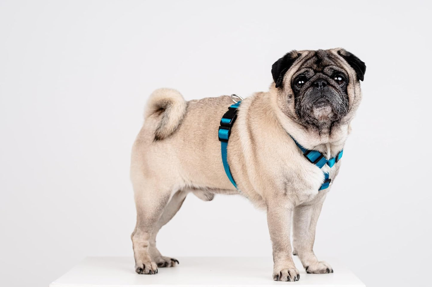 Guard Classic Hundegeschirr, M Meeres