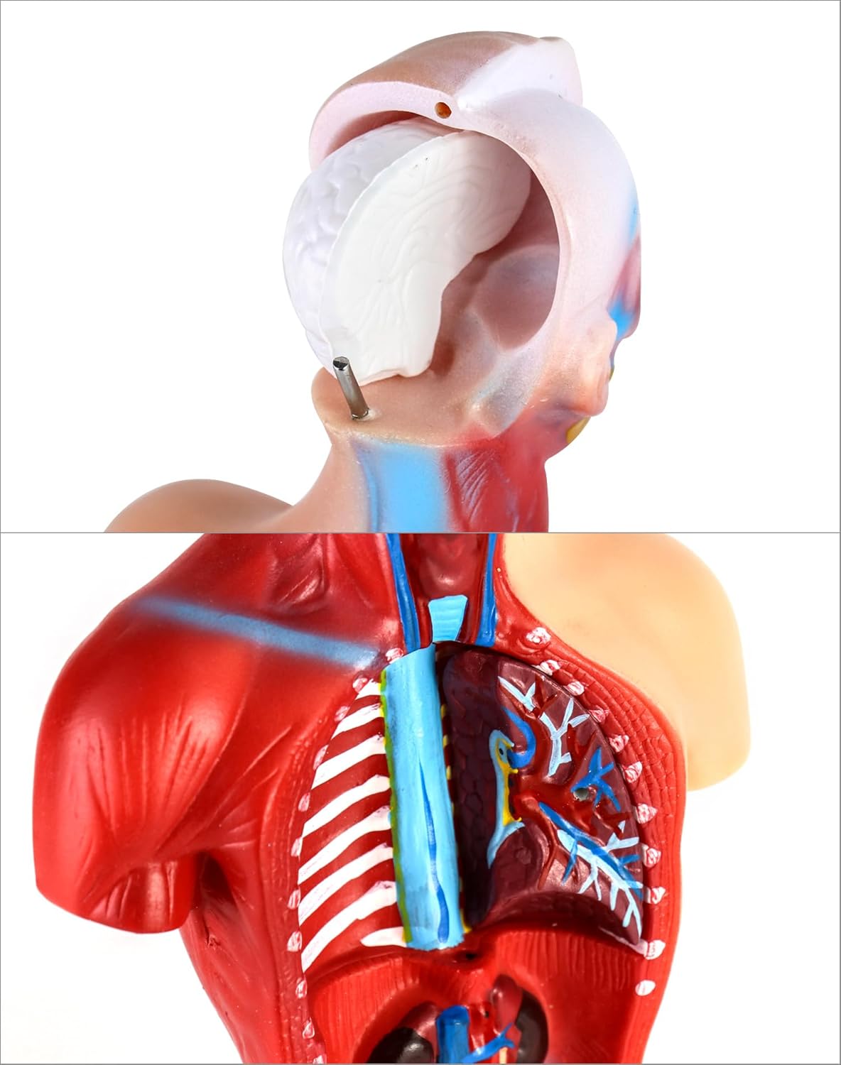 15-teiliges Anatomie Modell-Set mit herausnehmbaren Organen