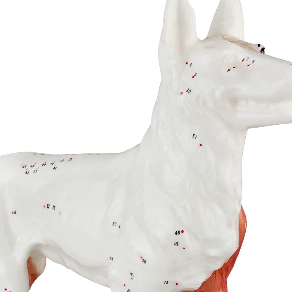 Akupunktur Tiermodell: Hund