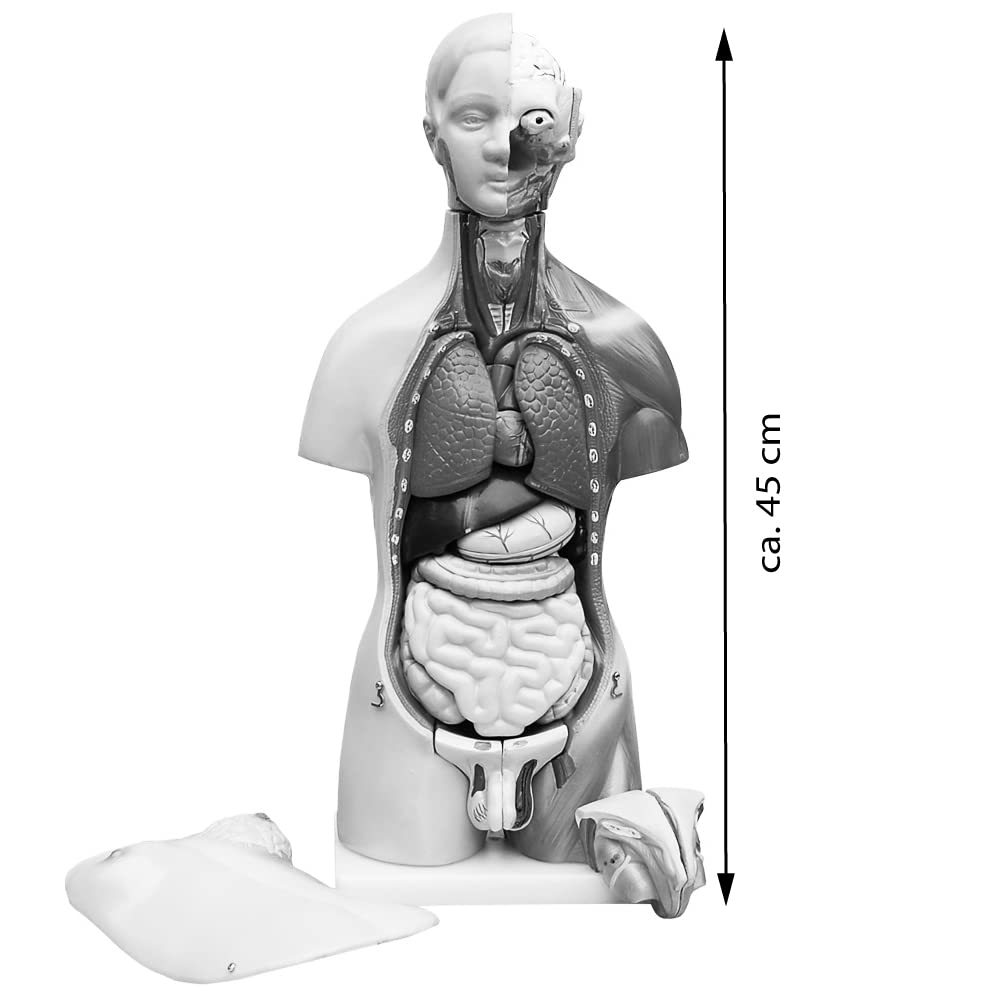 Anatomiemodell männlicher Torso mit herausnehmbaren Organen, Mehrfarben