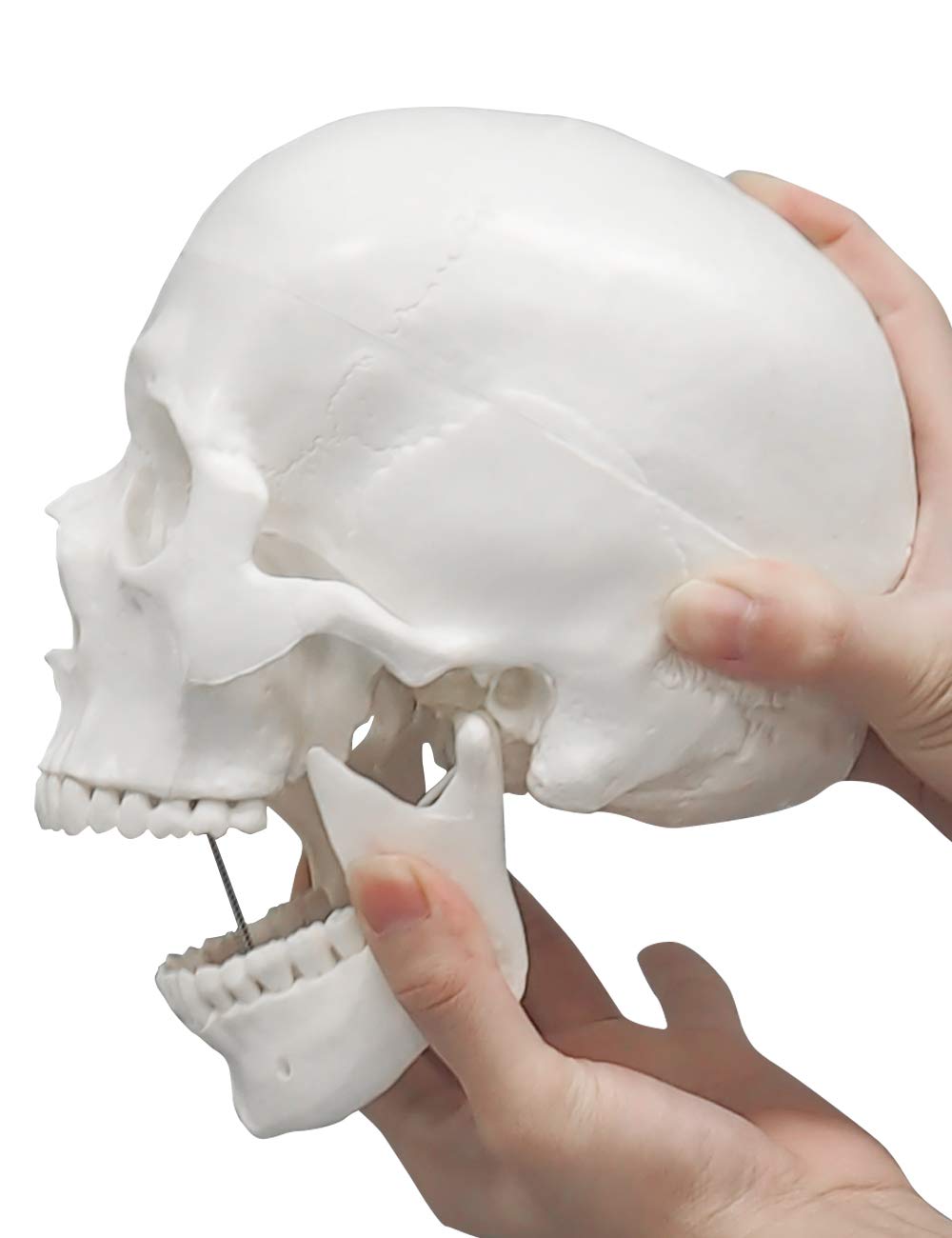 Anatomisches Schädelmodell mit abnehmbarer Schädeldecke, Weiss