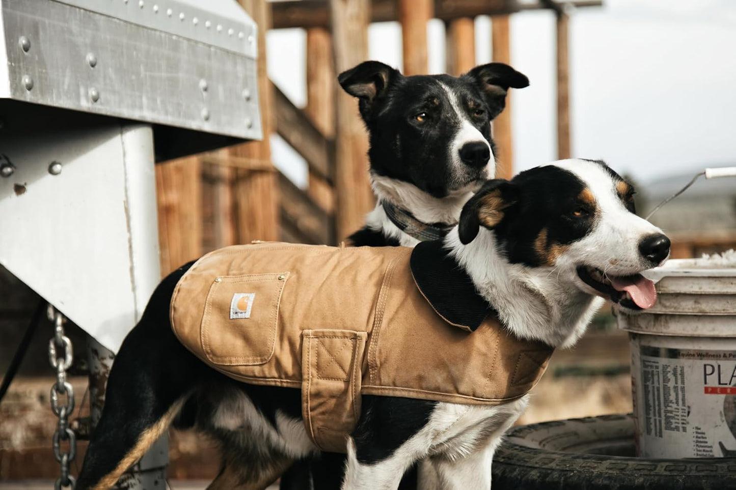 Isolierter Hundemantel, XL Carhartt Brown