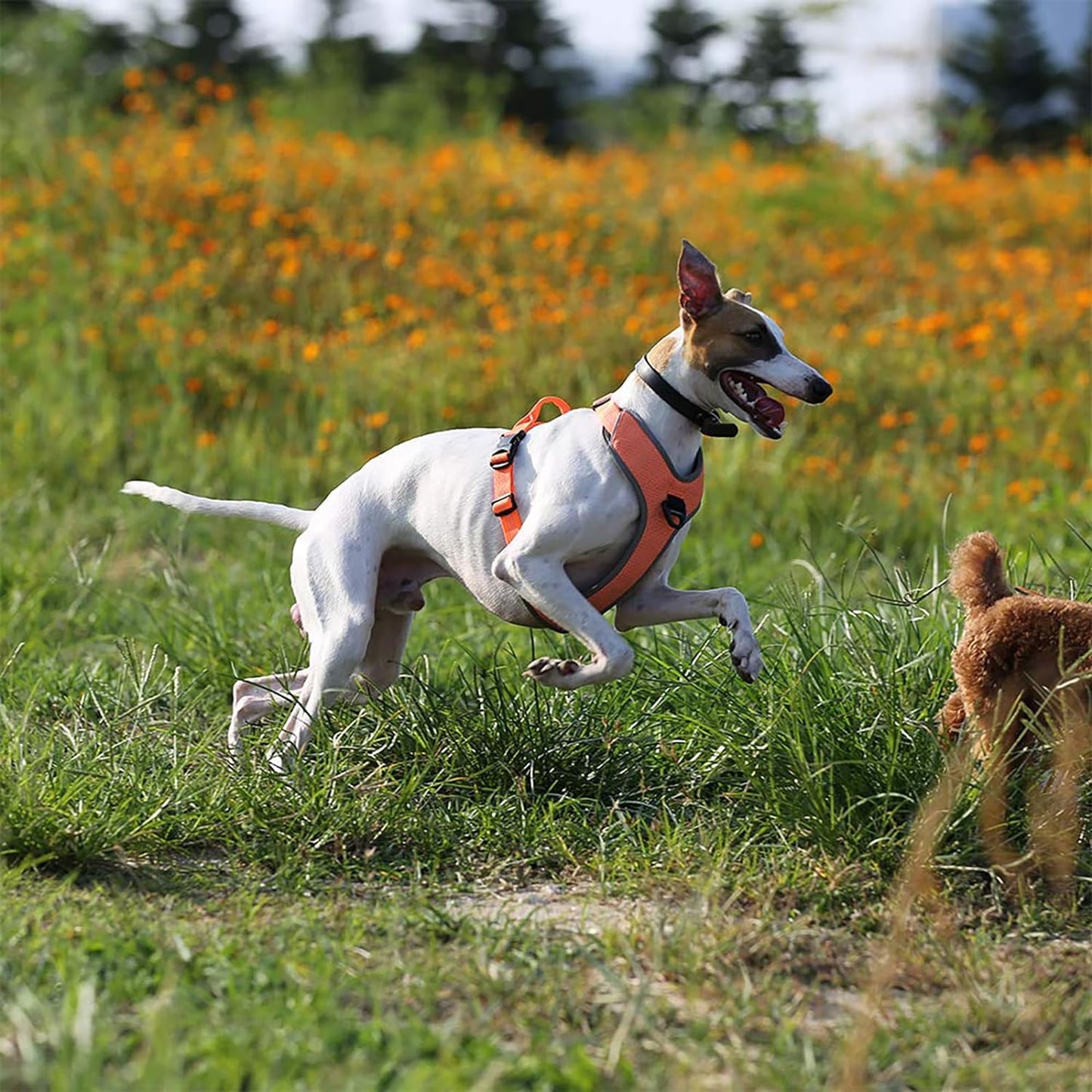 Hundegeschirr TLH6071, S / Orange