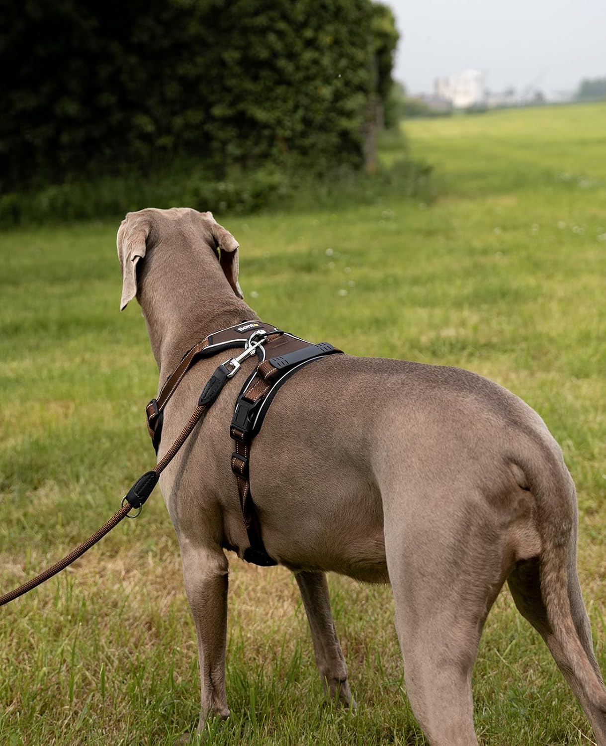 Gepolstertes Hundegeschirr GS00524, XL / Braun