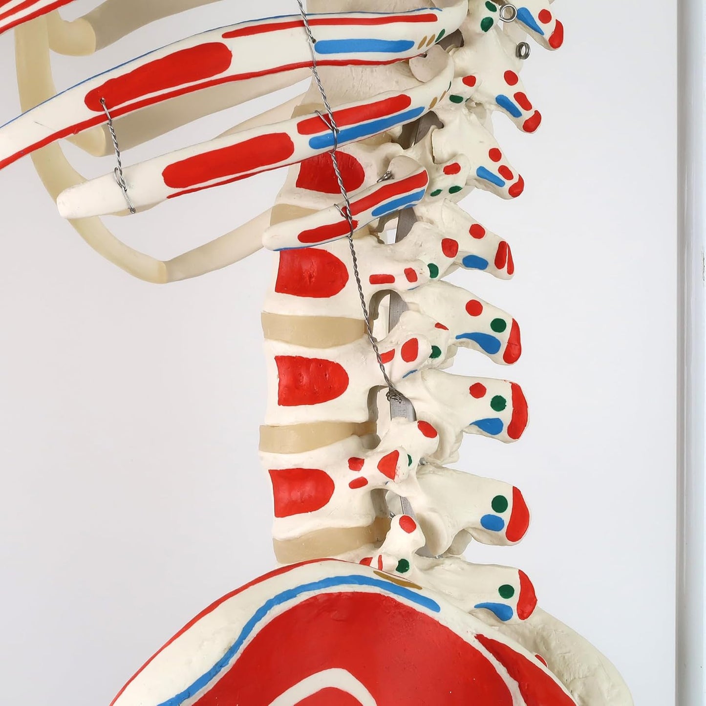 Mini-Anatomie-Skelett mit flexiblen Gelenken, Modell Phil, Metallstativ mit Muskeldarstellung