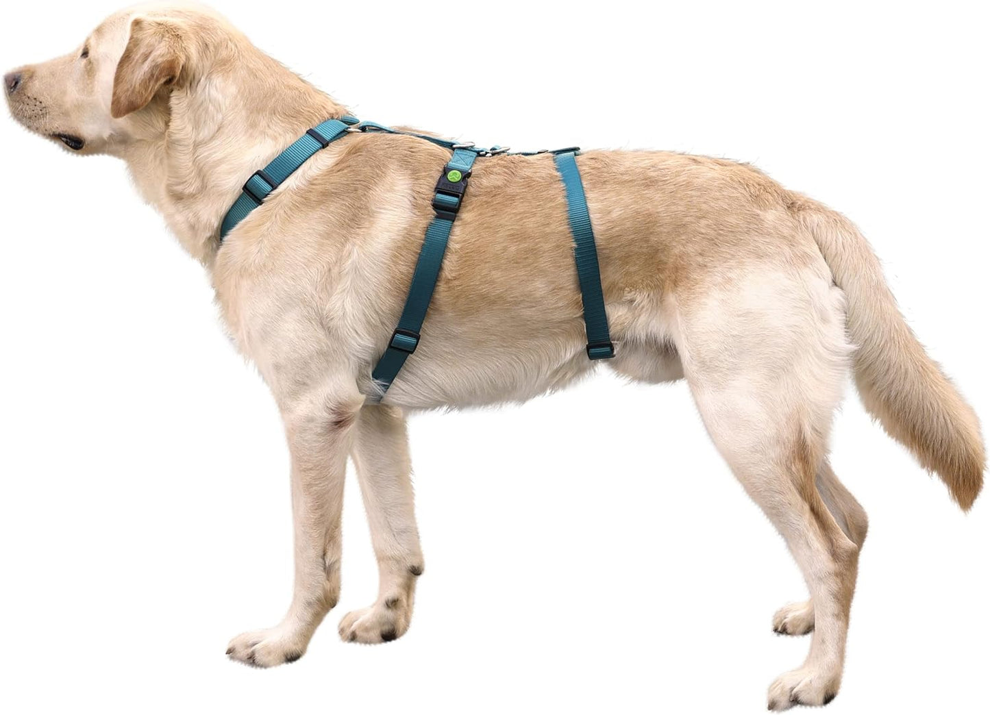 Hundegeschirr "Miami", Petrol 55-74cm