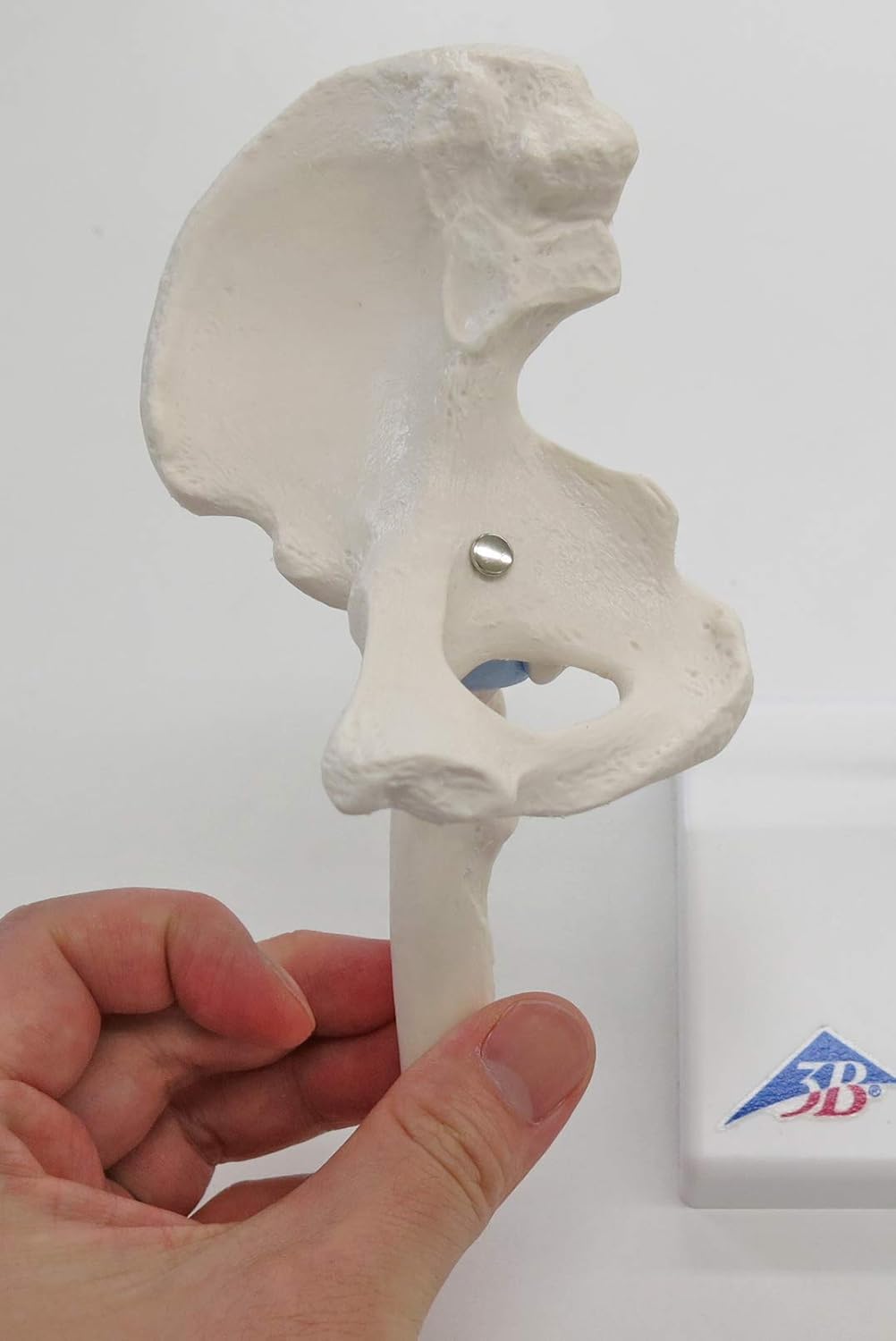 Mini-Hüftgelenk Modell mit Querschnitt, Mini-Hüftgelenk