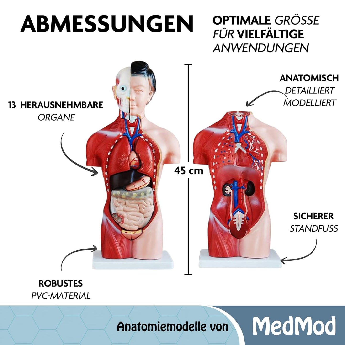 Anatomiemodell weiblicher Torso mit entnehmbaren Organen, Hautfarben