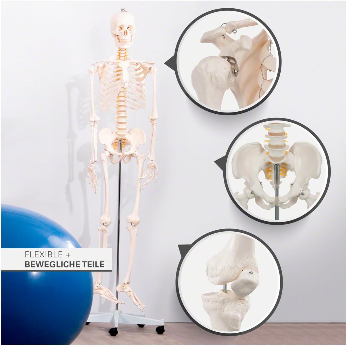 Lebensgrosses menschliches Skelett-Modell für Anatomie-Studien