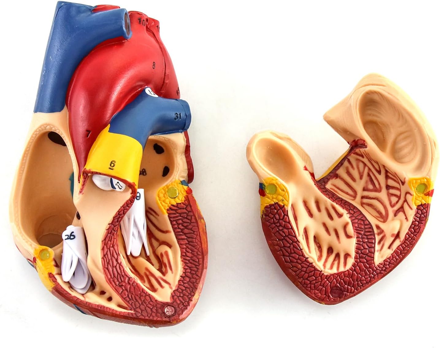 Anatomisches Herzmodell, 2 Stück, lebensgross, 2 Pcs