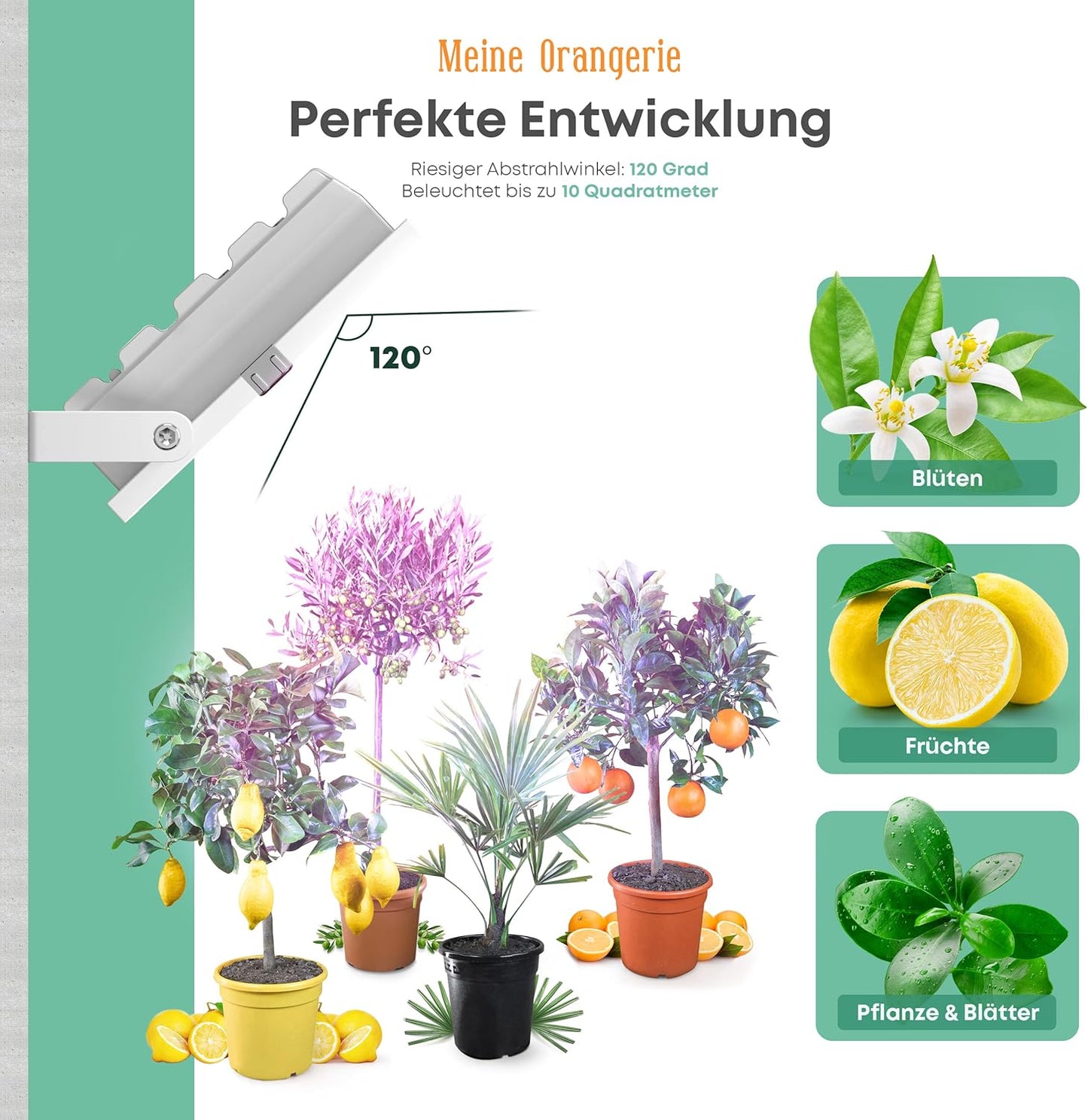 Pflanzenlicht, 50.0 Watt