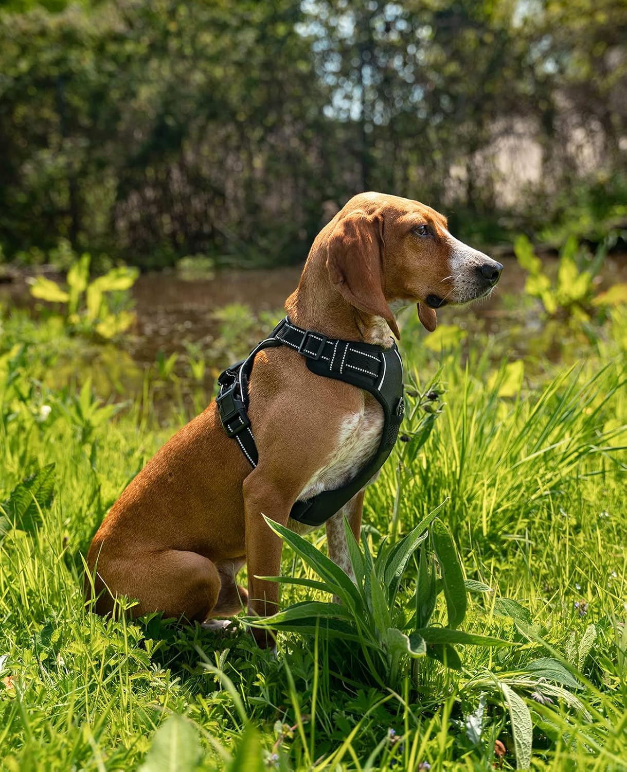 Reflektierendes Hundegeschirr, S Schwarz