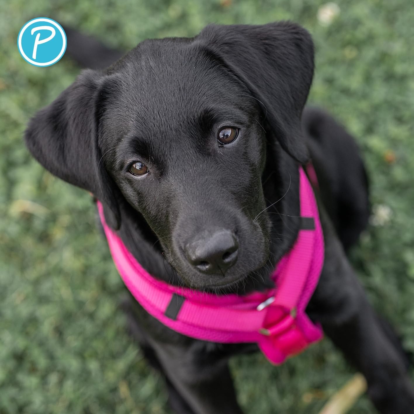 Hundegeschirr, Fuchsia XL