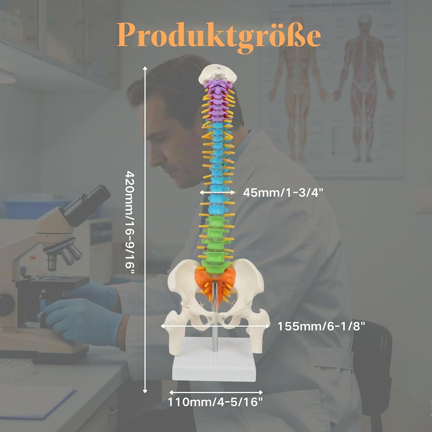 Flexibles Wirbelsäulenmodell mit Spinalnerven