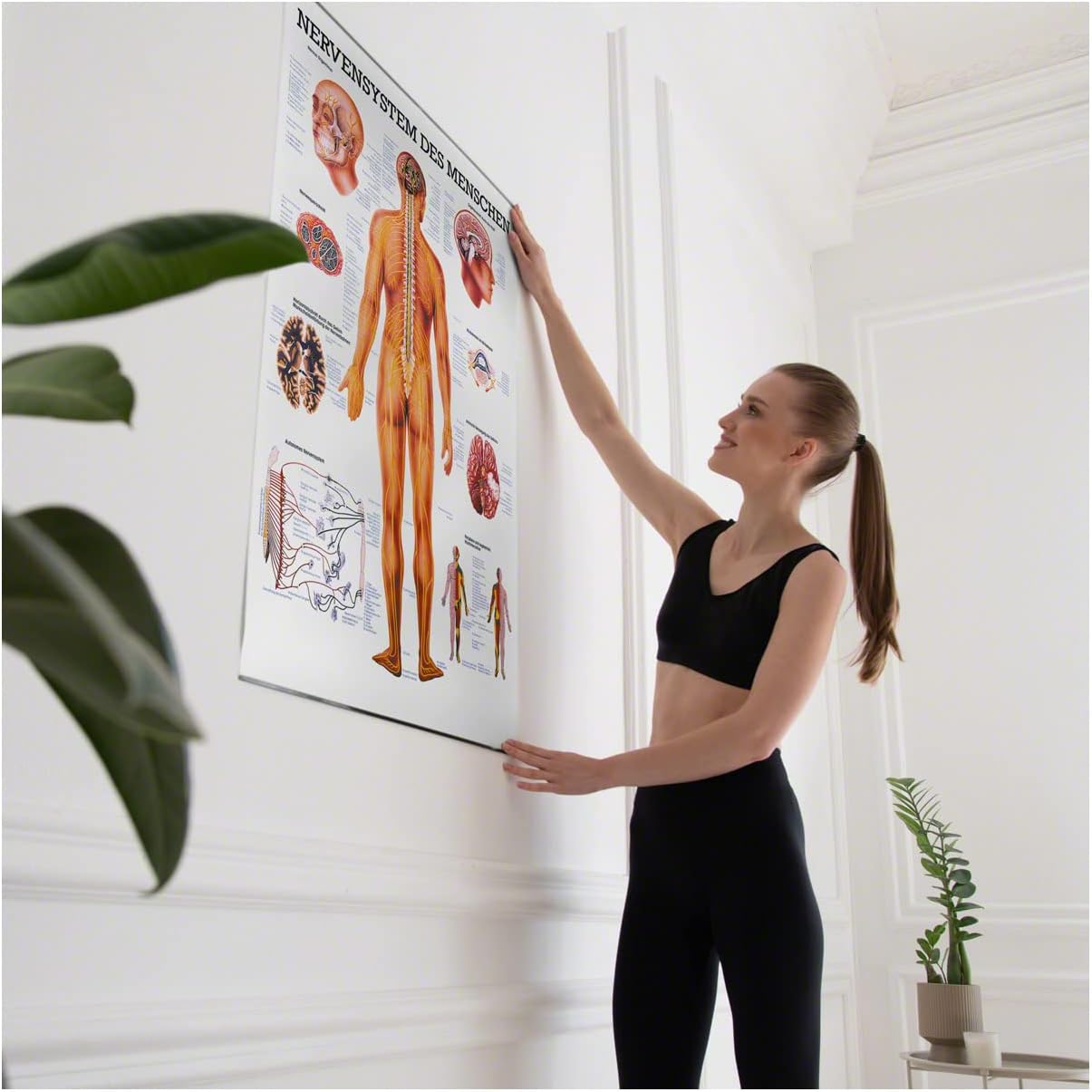 Lehrtafel Nervensystem Anatomie, mit Laminierung