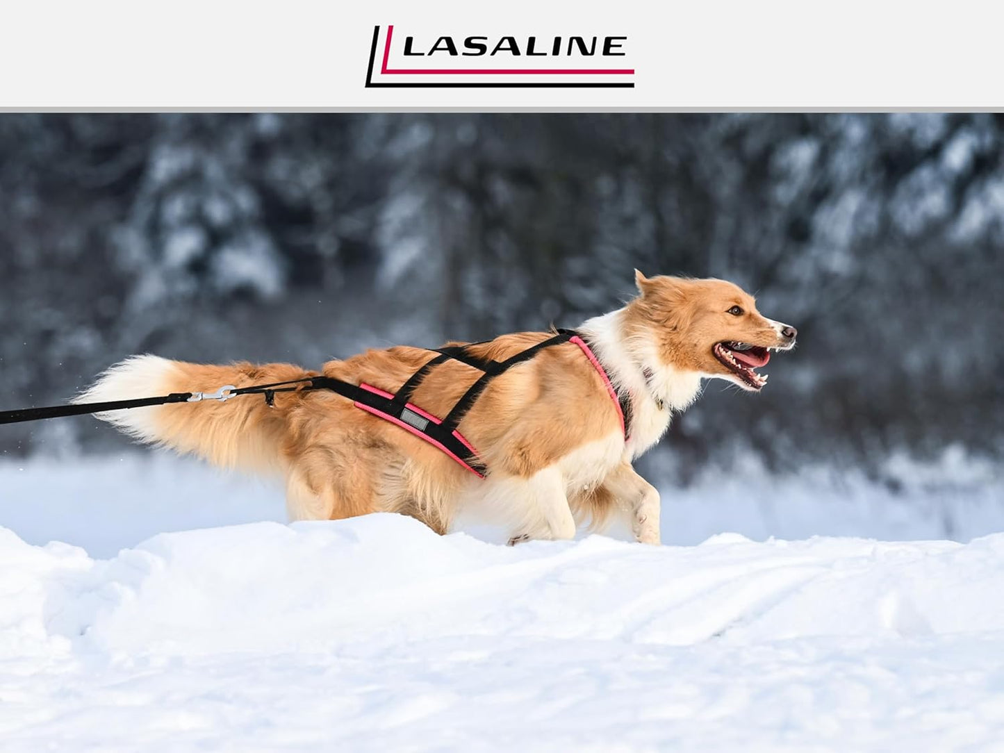 Hunde-Zuggeschirr für Canicross & Dogscooter, XS