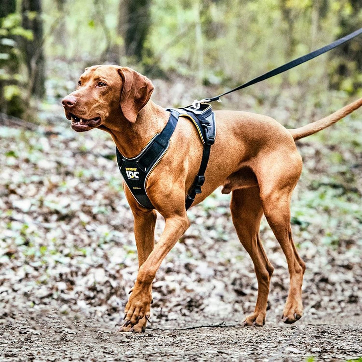 Longwalk Geschirr für Hunde, Neon-Grau XL