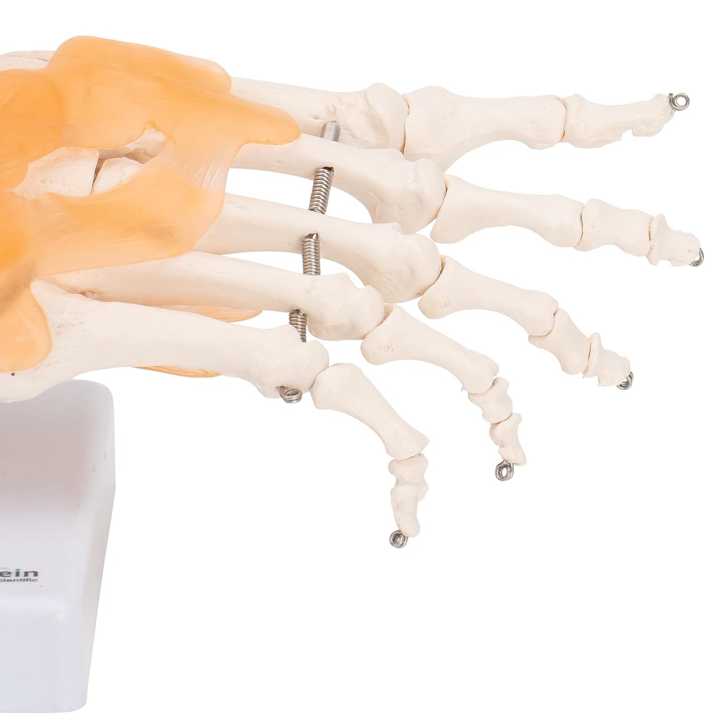 Lebensgrosses Fussskelett mit Schien- und Wadenbeinansatz, Mit Ligamenten