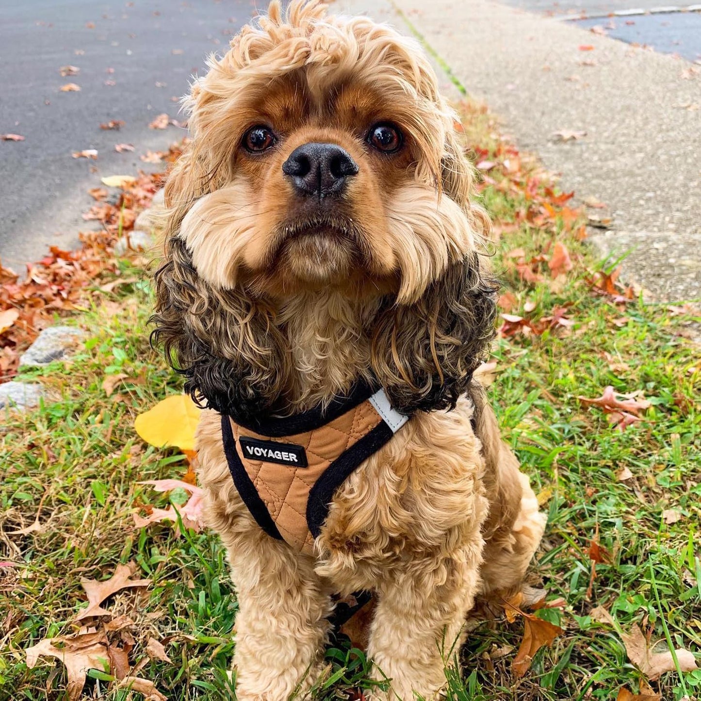 Step-In Plüsch-Hundegeschirr, M (Chest: 16 - 18") Geschirr (beiger Plüsch)